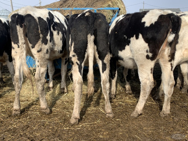 (9) Holstein heifers